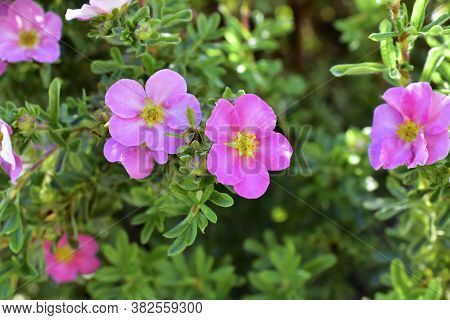 Flowers Macro Photography Lapchatka (lat. Potentilla) Pink On A Bush