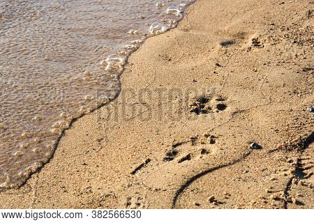 Dog Footprints In The Sand. Sea Beach On A Sunny Day, Surfline. Top View.