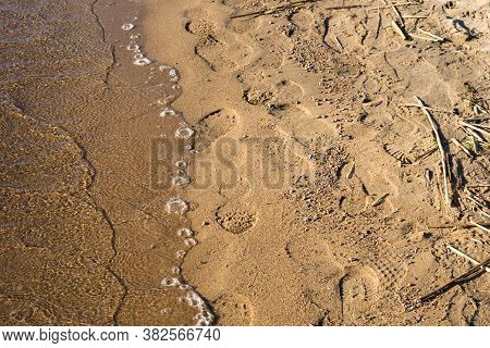 Human And Dog Footprints On A Sand. Sea Beach On A Sunny Day, Surfline. View From Above.