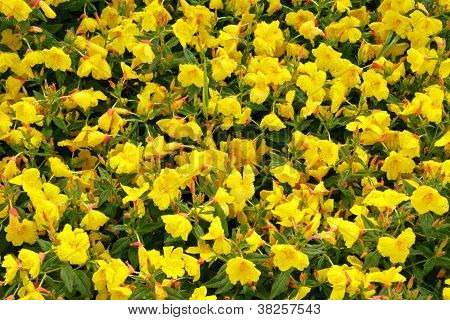 Smukke overflade fra smukke plante