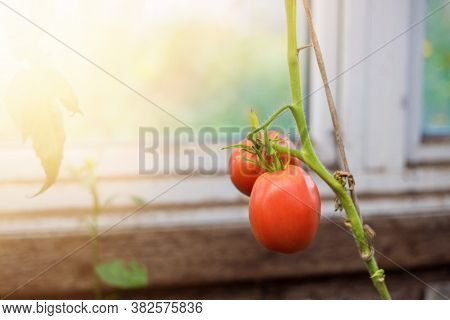Tomatoes In The Garden, Vegetable Garden With Plants Of Red Tomatoes.