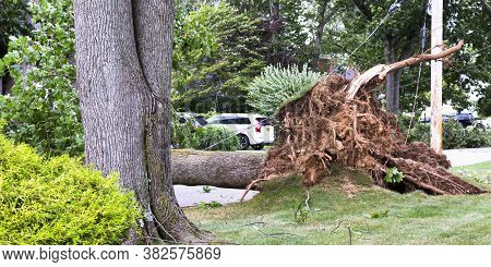 A Tree That Was Blown Over During Tropical Storm Isaias Laying Across A Road And Has Wires Tangled A