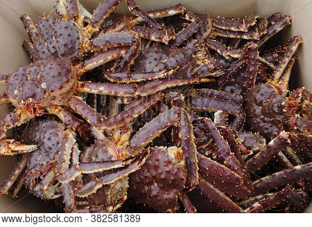 Red King Giant Crabs Just From Water Uploaded In Container, Seafood Background