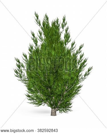 Juniper Tree Common Isolated On White Background - 3d Render