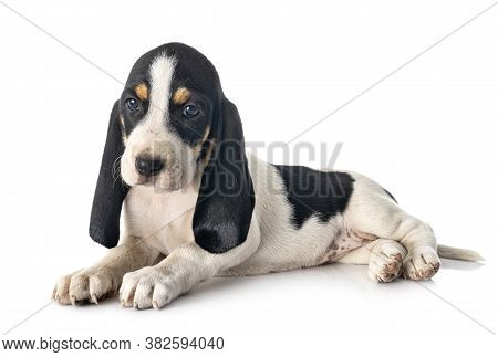 Puppy Bernese Schweizer Laufhund In Front Of White Background
