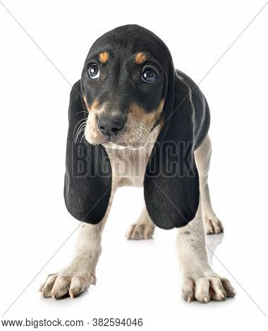 Puppy Bernese Schweizer Laufhund In Front Of White Background