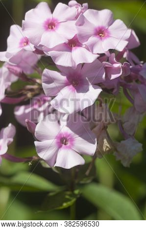 Garden Phlox Flowers Close Up Shot In Summer