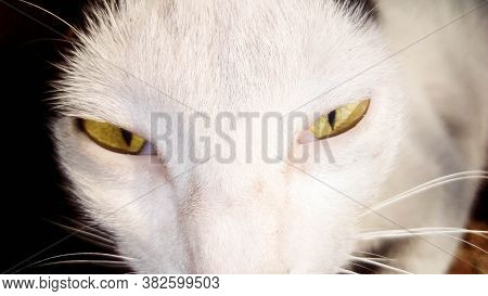 Black And White Colored Cat's Face Closeup
