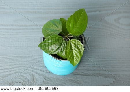 Beautiful Hibiscus Plant In Tin Can On Grey Wooden Table, Closeup