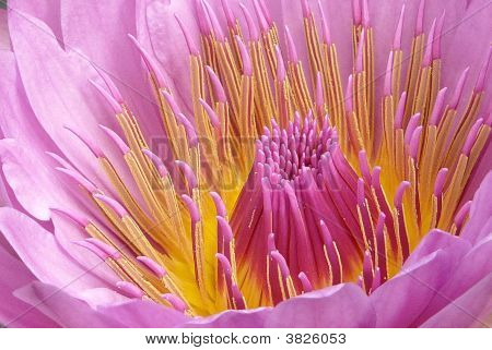 Acqua di bellezza Lilly