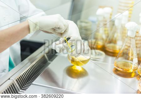 Female Scientist Working With Bacteria In Laminar Flow At Corona Virus Vaccine Development Laborator