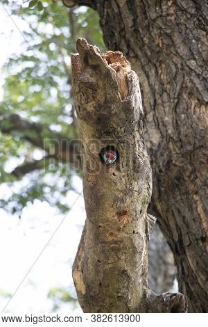 blue threatened rabbet sit in his nest