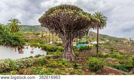 Millennial Drago Tree At Icod De Los Vinos, Tenerife - On Canary Island Tenerife