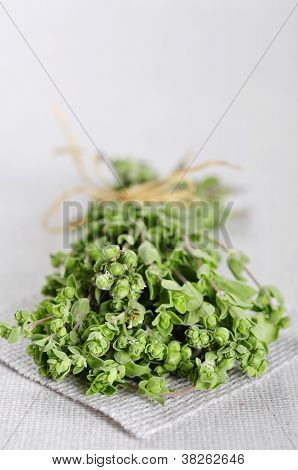 Flok af blomstrende merian