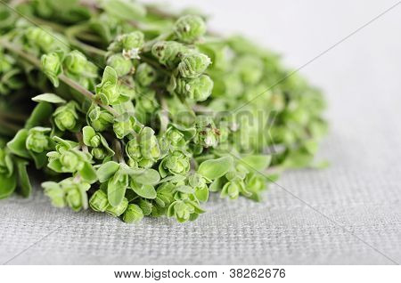 Blomstrende merian urt Closeup