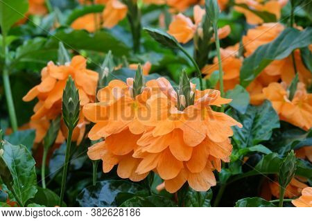 Orange Sherbert  Firecracker Flower  (lat. - Crossandra Infundibuliformis)