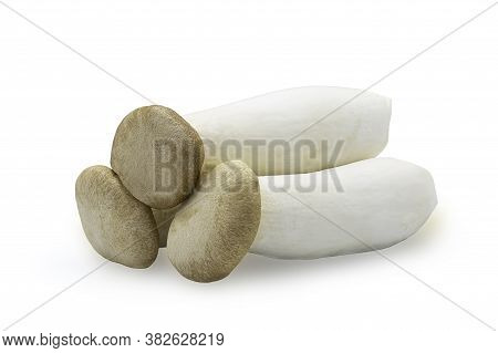 Group Of Organic Raw King Oyster Mushroom Or Pleurotus Eryngii On White Isolated Background With Cli