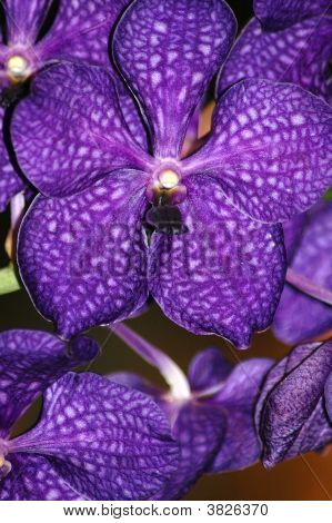 Viola orchidea Phaleonopsis
