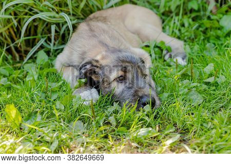 A Beautiful Brown Irish Wolfhound With Nice Expression In Head In A Garden. Puppy Irish Wolfhound Sm