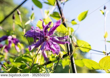Climbing Purple Climatis Growing In Garden In The Sunlight On A Summer Day.dark Blue-purple Climatis