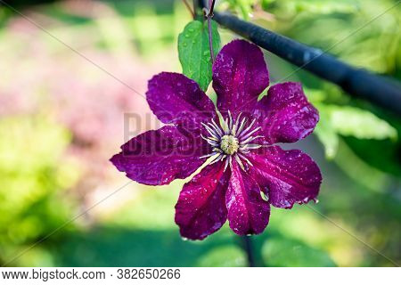 Climbing Purple Climatis Growing In Garden. Climatis Flower On Blurred Background In The Sunlight On