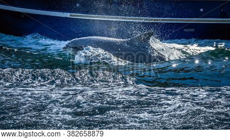 Close Up Of Wild Fungie Dolphin, Tursiops Truncatus, Swimming And Splashing Water Near Boat. Spotted