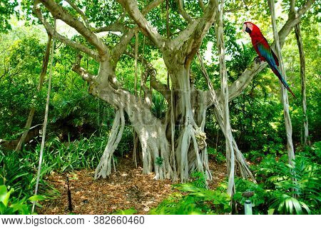 Scarlet Macaw Latin Name Ara Macao Perched On A Banyan Tree Latin Name Ficus Benghalensis
