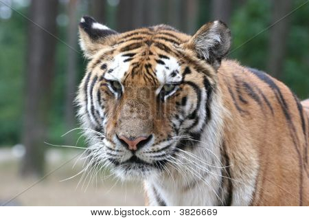 Tiger porträtt - närbild ansikte skott