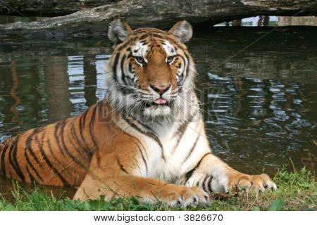 Tiger porträtt - vila/fastställande