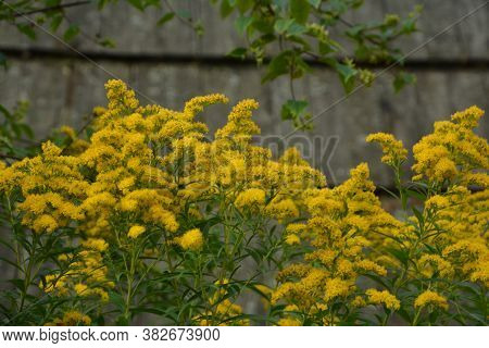 Yellow Solidago Virgaurea Flower In Summer Garden Blooming