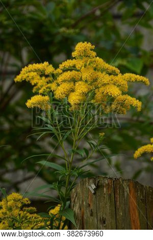 Yellow Solidago Virgaurea Flower In Summer Garden Blooming