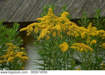 Yellow Solidago Virgaurea Flower In Summer Garden Blooming
