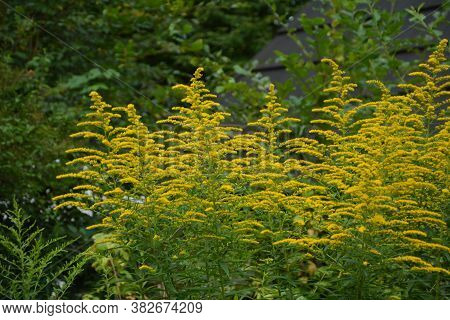 Solidago Or Goldenrod Virgaurea Yellow Plant With Flowers