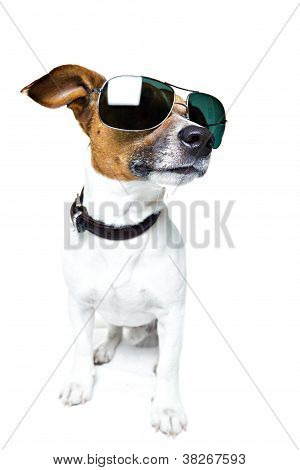 Cão com tons engraçados