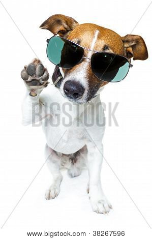 Cão com tons engraçados
