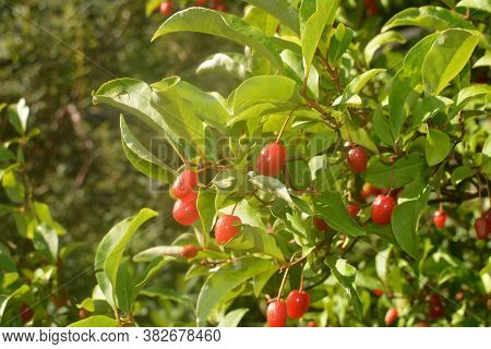 Elaeagnus Multiflora (goumi, Gumi, Natsugumi, Or Cherry Silverberry)