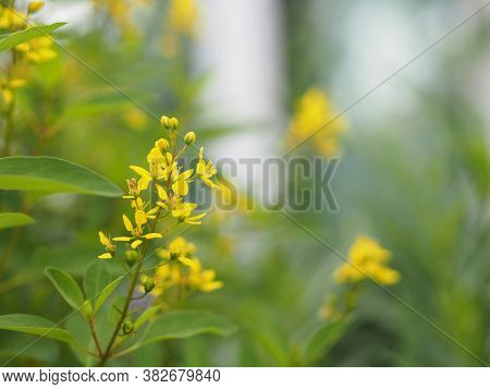 Little Yellow Flower Thryallis Glauca, Galphimia, Gold Shower Medium Shrub Dark Yellow Flowers Inflo