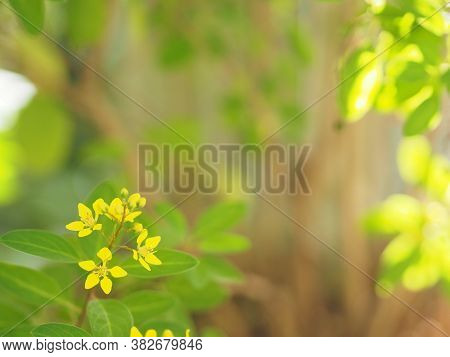 Little Yellow Flower Thryallis Glauca, Galphimia, Gold Shower Medium Shrub Dark Yellow Flowers Inflo