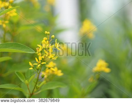 Little Yellow Flower Thryallis Glauca, Galphimia, Gold Shower Medium Shrub Dark Yellow Flowers Inflo