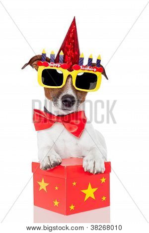 Geburtstag Hund