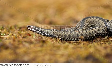 Poisonous Common Viper Crawling On The Ground In Autumn.