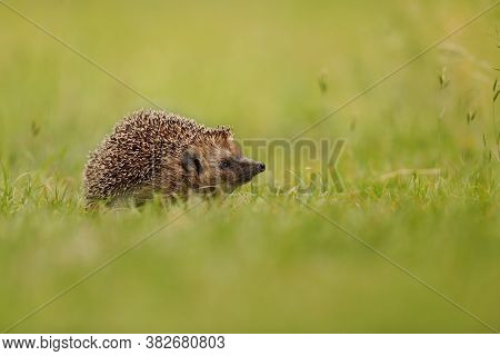 Northern White-breasted Hedgehog Sniffing On Meadow With Copy Space.