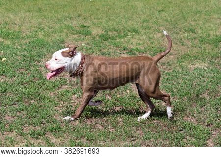Cute American Pit Bull Terrier Puppy Is Running On A Green Grass In The Summer Park. Pet Animals.