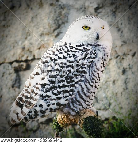 Portrait Of A Snowy Owl Looking At The Camera