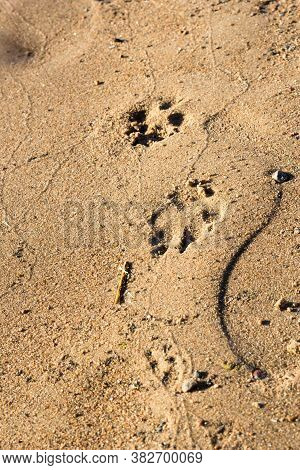 Dog Footprints In The Sand. Sea Beach On A Sunny Day, Surfline. Top View. Copy Space.