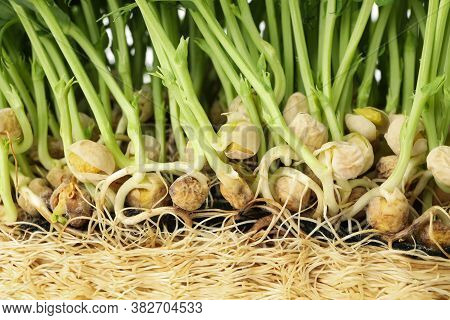 Green Peas Sprouts On Whole Background, Close Up