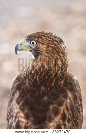 Røde Tailed Hawk