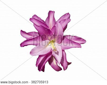 Delicate Varietal Roselily Kendra Lily Isolated On White Background. Beautiful Still Life. Flower In