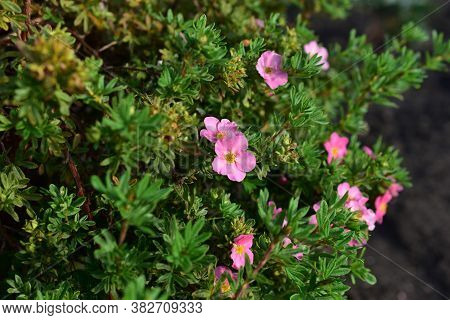 Green Bush With Flowers Lapchatki (potentilla) Erect Kalgan Close-up