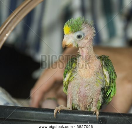 Baby Amazonparrot